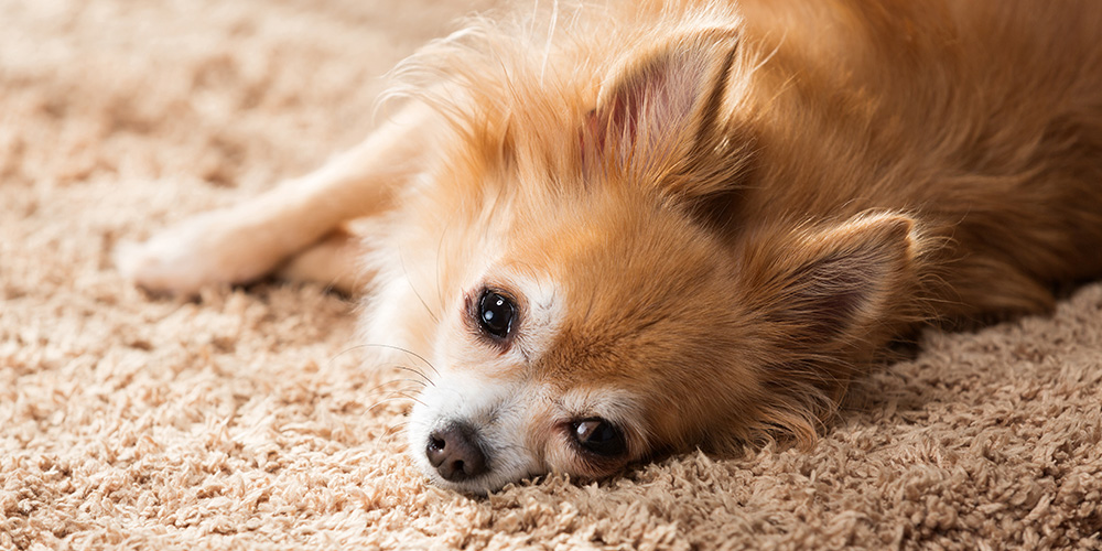 寝転ぶ犬