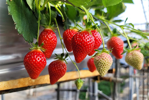 Strawberry Picking