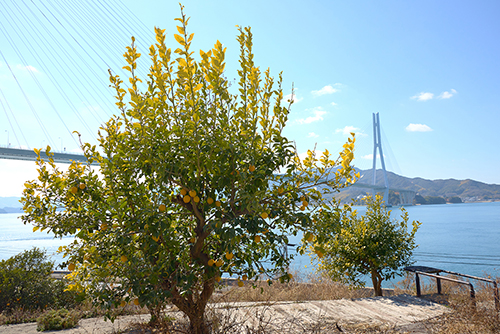 Lemon Valley Walk